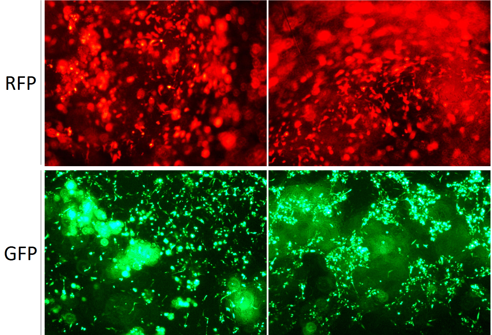 3D transfection hydrogel COS7