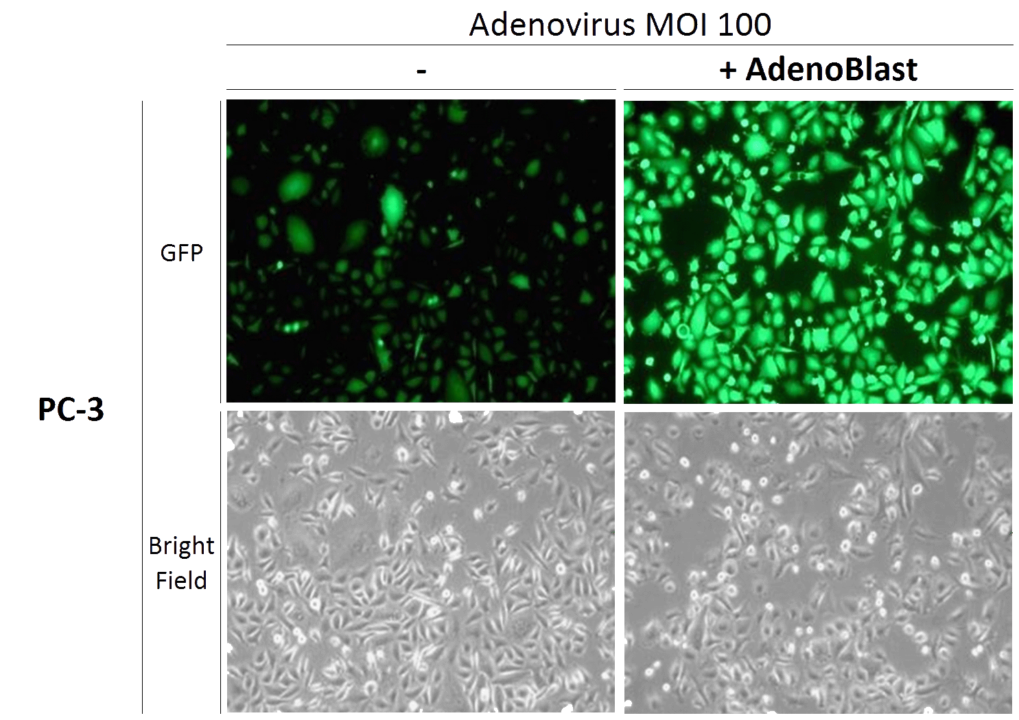 AdenoBlast transduction results