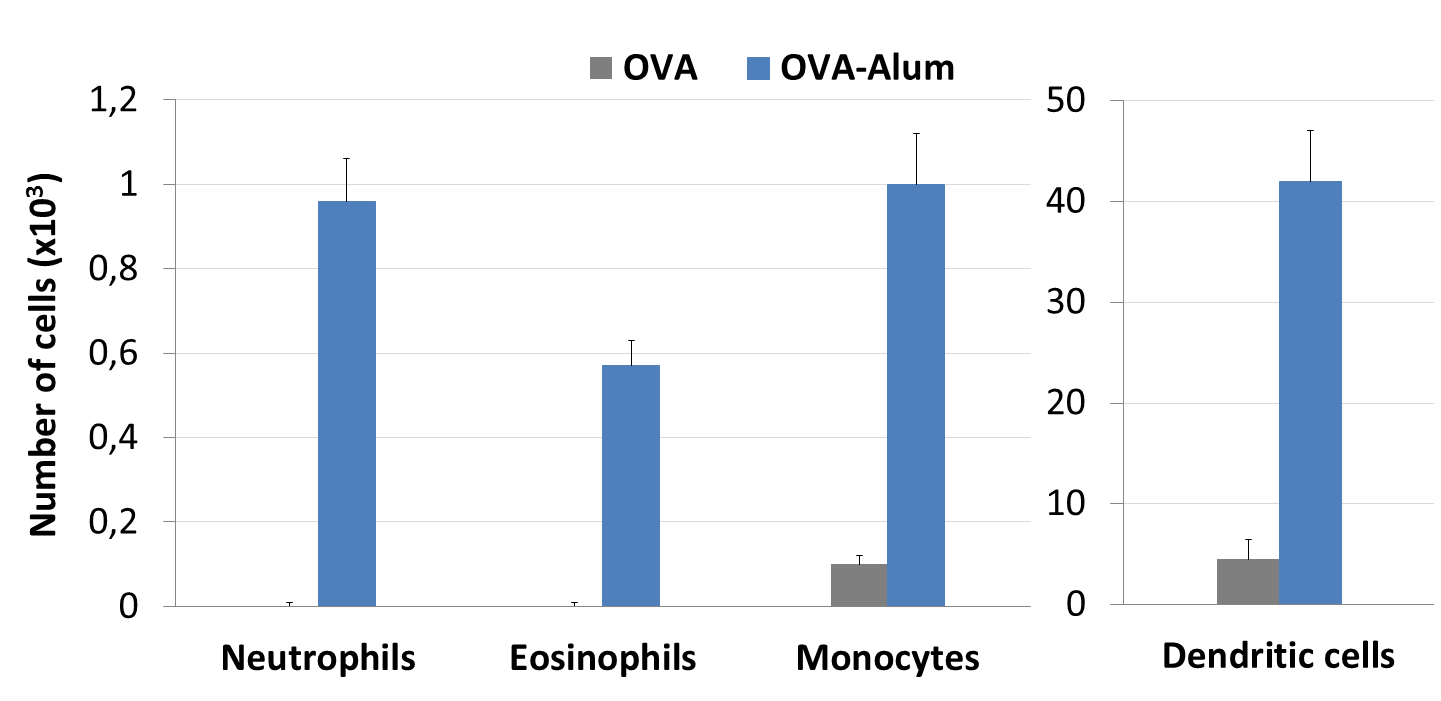 Alum Vaccine Adjuvant