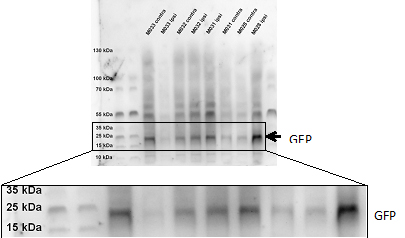 in vivo gene delivery