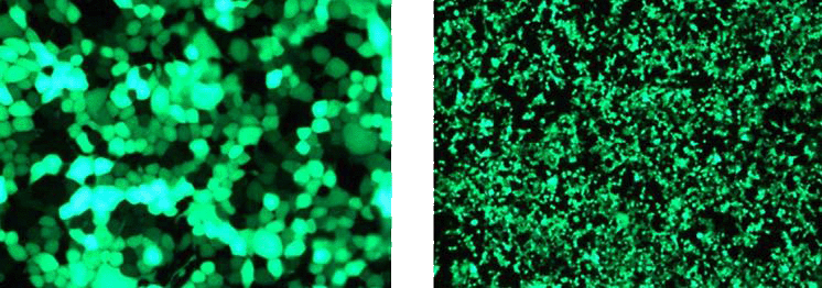 CAPO Transfection of HEK-293