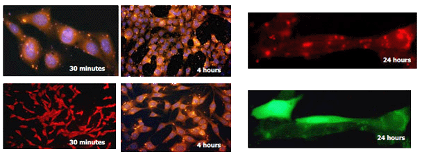 NIH-3T3 Transfection with FluoMag-P transfection reagent