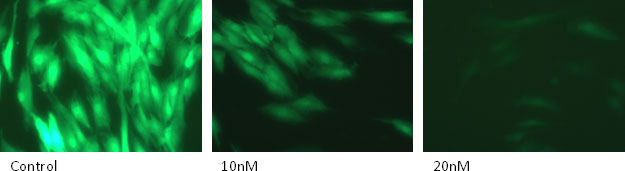 siRNA targeting GFP with Lullaby Stem transfection reagent