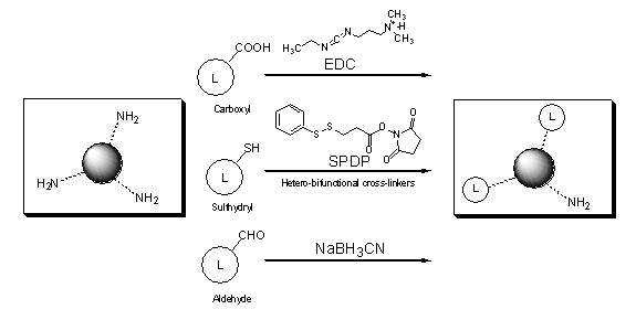 SelfMag amino beads