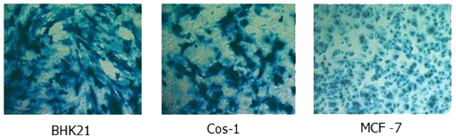 X-Gal staining of various cell lines