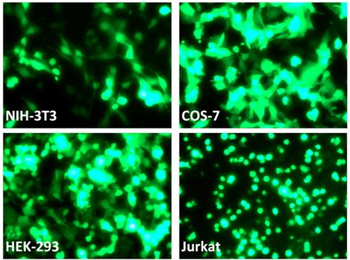 Various cell lines transfection with RmesFect & mRNA GFP