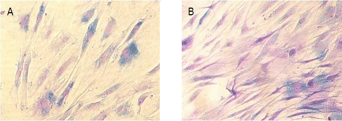 Cellular Senescence kit Results