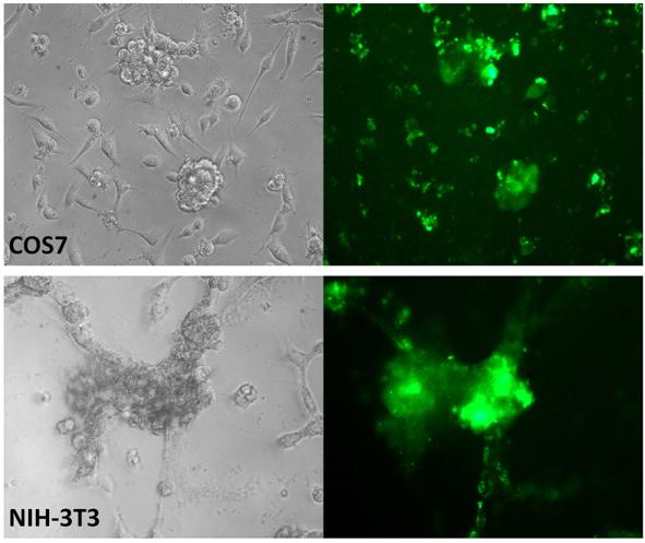 siRNA Transfection in hydrogels with si3D-FectIN Reagent