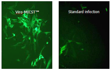 hUC-MSC adenoviral transduction with ViroMICST Reagent