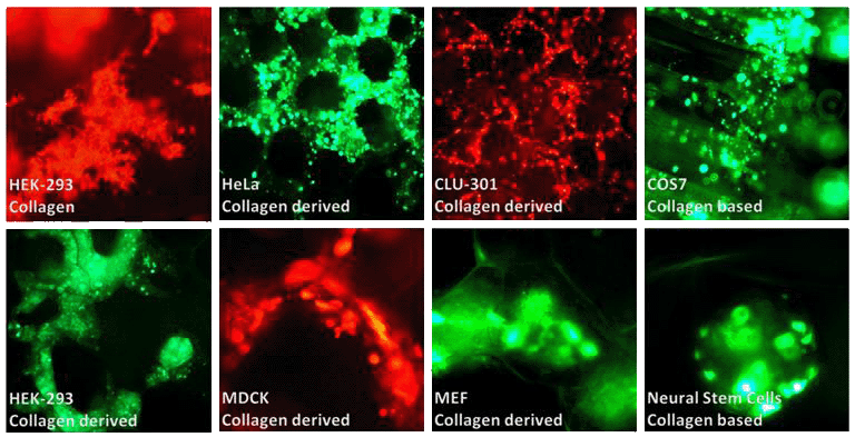 3D Transfection with 3DFect Transfection reagent 3D Transfection with 3DFect Transfection reagent