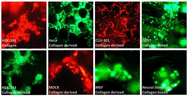 3D Transfection with 3DFect Transfection reagent