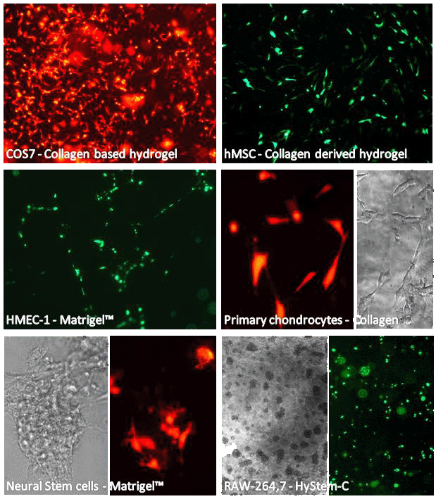 3DFectIN Transfection reagent results