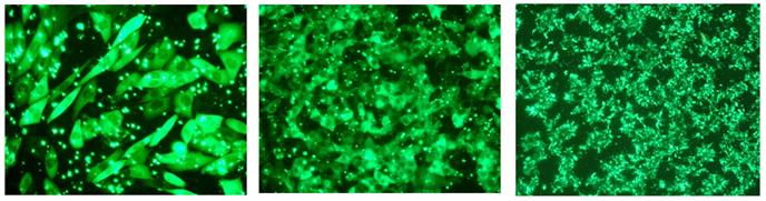 intracellular delivery of fluorescently labeled igG into various cells