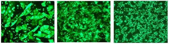 intracellular delivery of fluorescently labeled igG into various cells intracellular delivery of fluorescently labeled igG into various cells