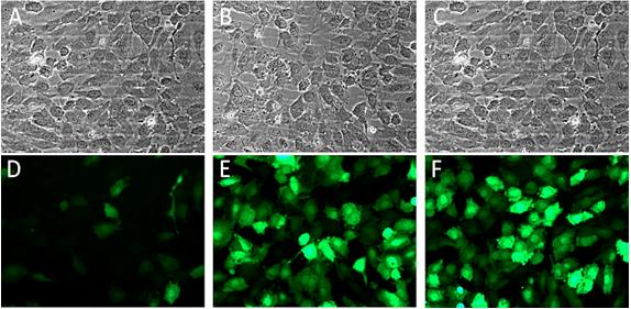 AdenoMag Transduction results