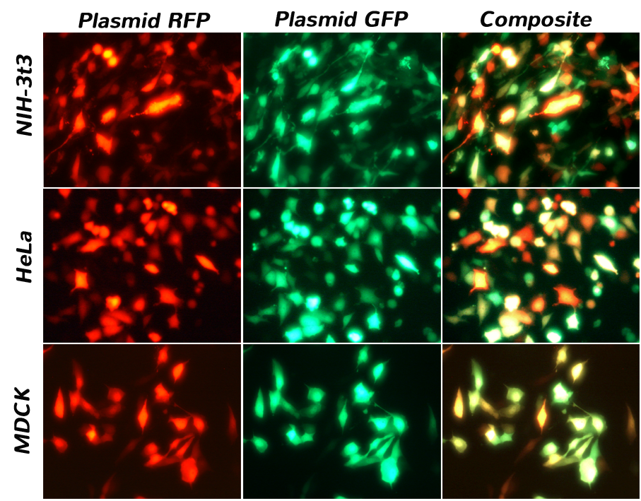 CRISPR Cas9质粒在NIH-3T3，HeLa和MDCK细胞上的转染