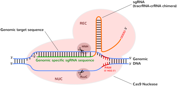 crispr cas9 genome editing transfection