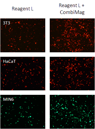 Transfection results with CombiMag Reagent