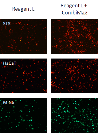 Transfection results with CombiMag Reagent Transfection results with CombiMag Reagent