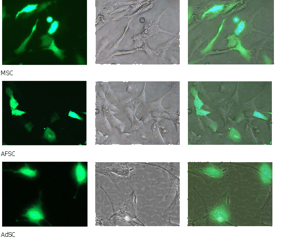 adherent stem cell transfection