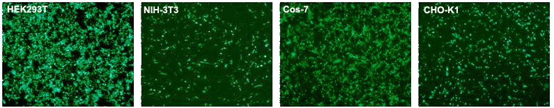 DNA Transfection with EcoTransfect in common cells