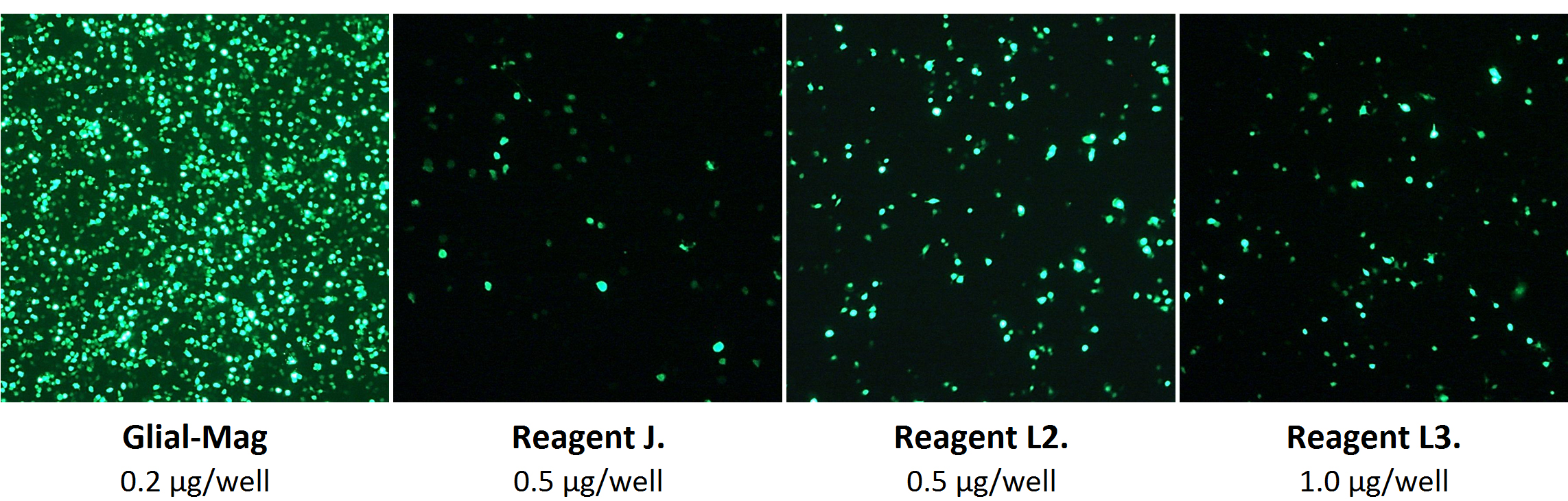 Microglial cells transfection