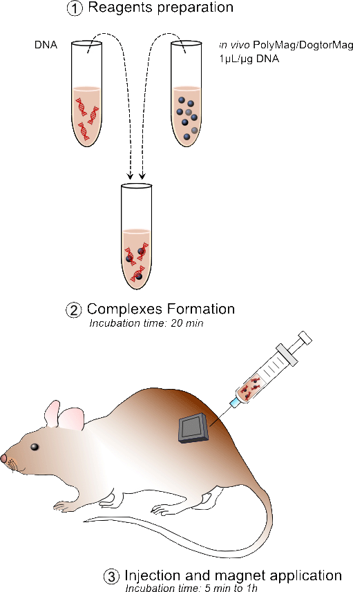 in vivo magnetofection method from OZ Biosciences