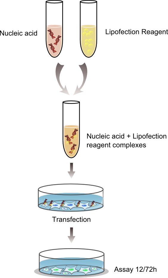 Liposomal Transfection Method