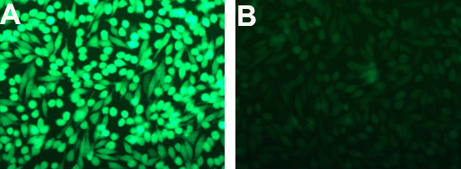 GFP Silencing in Hela cells