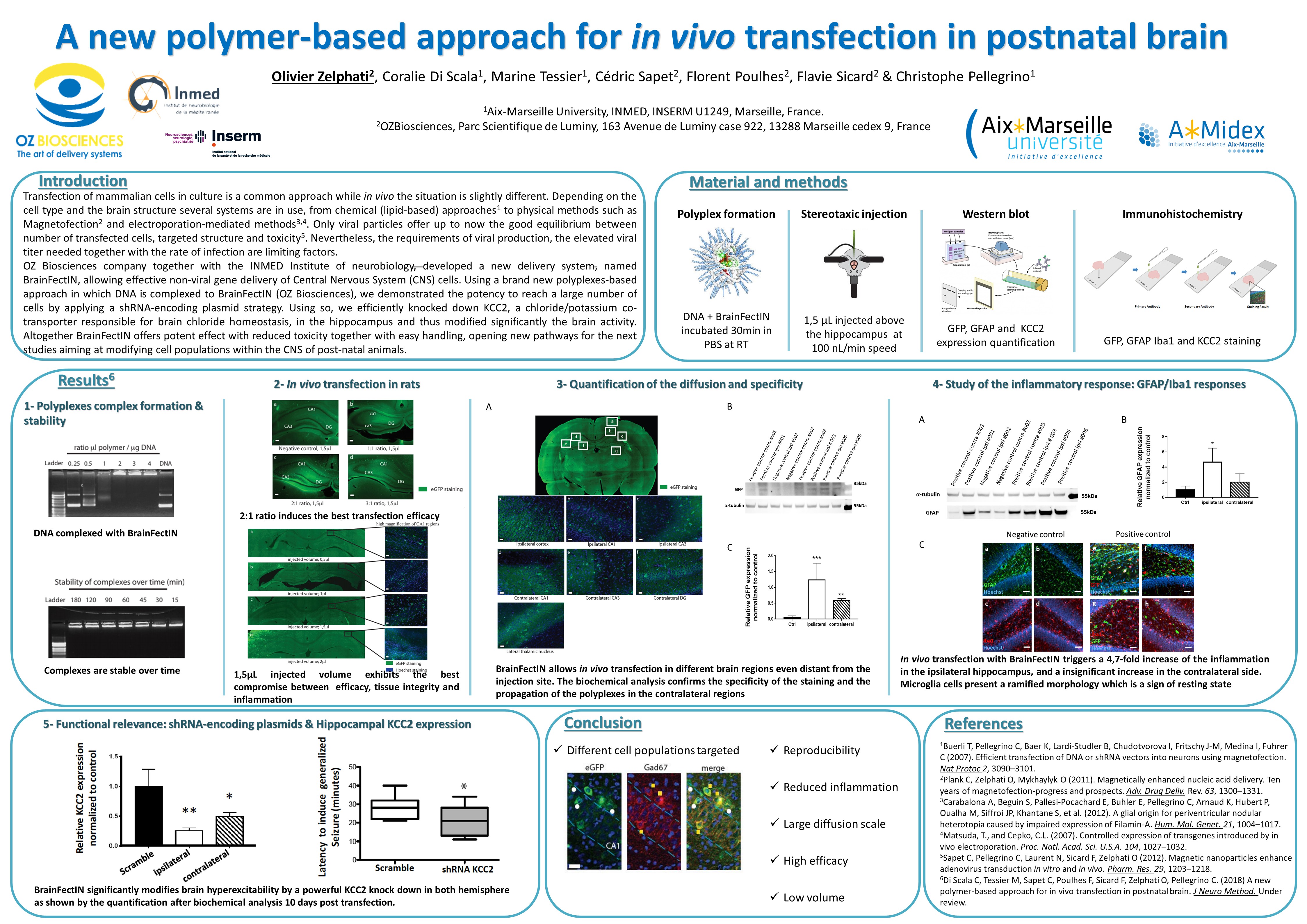 in vivo transfection