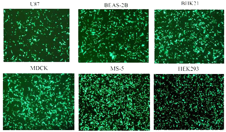 PolyMag Neo Transfection efficiency