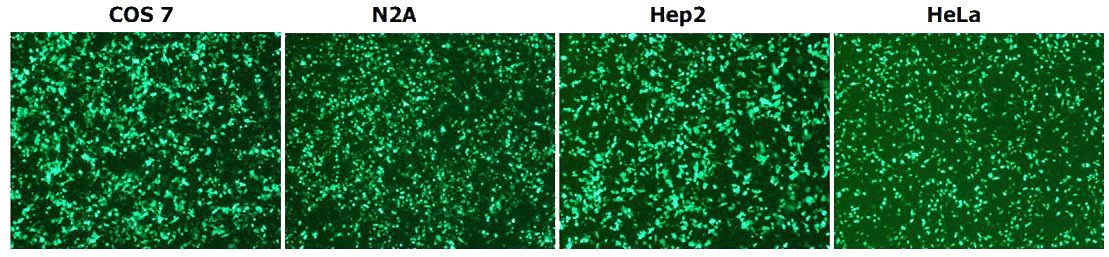 PolyMag Transfection efficiency COS7 N2A HEP2 HeLa