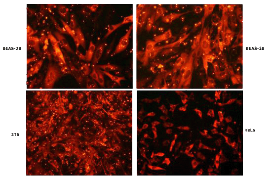 Intracellular delivery of R-Phycoerythrin into various cell lines Intracellular delivery of R-Phycoerythrin into various cell lines