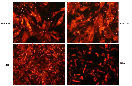 Intracellular delivery of R-Phycoerythrin into various cell lines