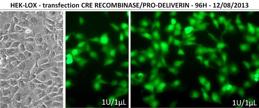 GENOME EDITING CRE RECOMBINASE