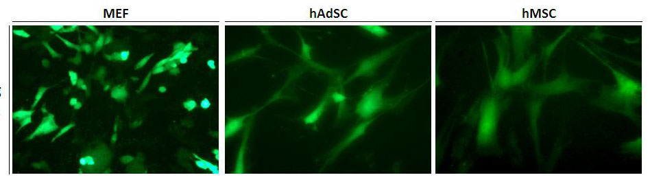 RmesFect Stem Transfection efficiency