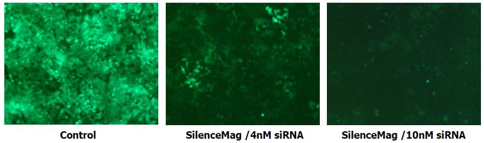 GFP Silencing in HeLa cells with SilenceMag reagent