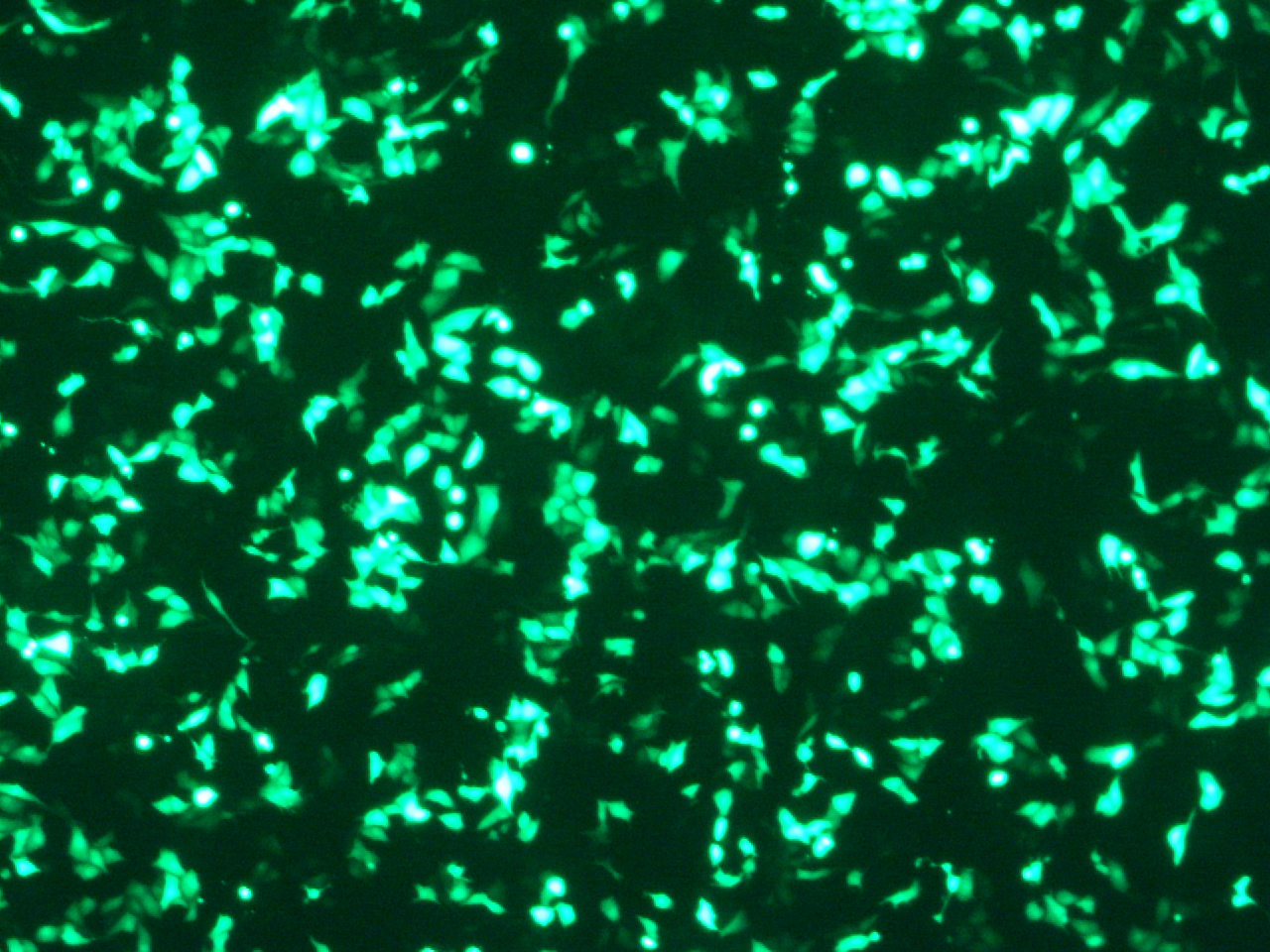 Vero cells transfection with VeroFect reagent