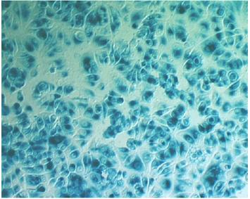 X-Gal substrate - OZ Biosciences