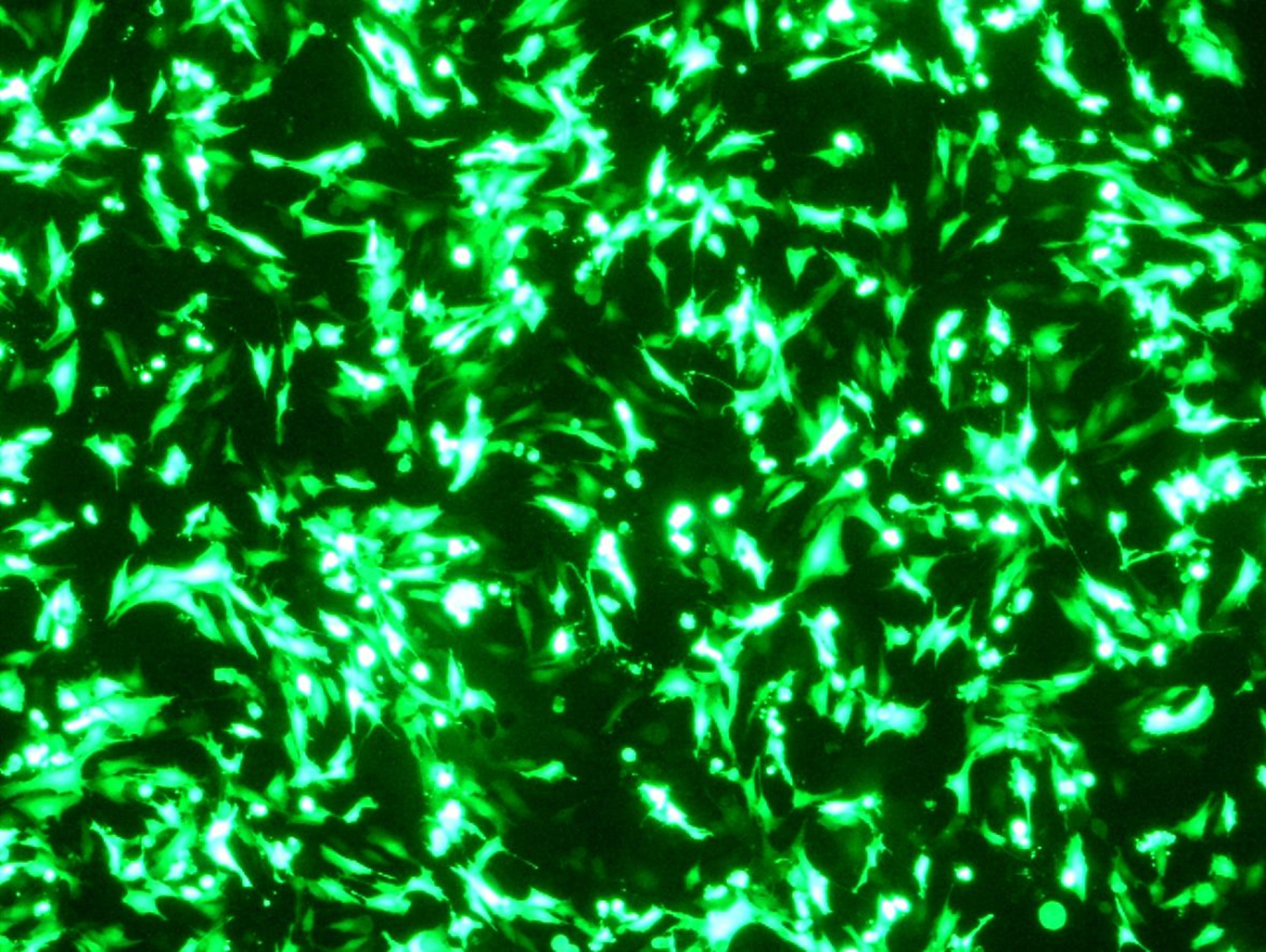 helix-in transfection reagent