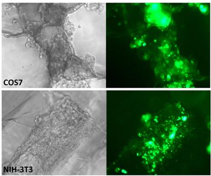 siRNA Transfection in 3D Scaffold results