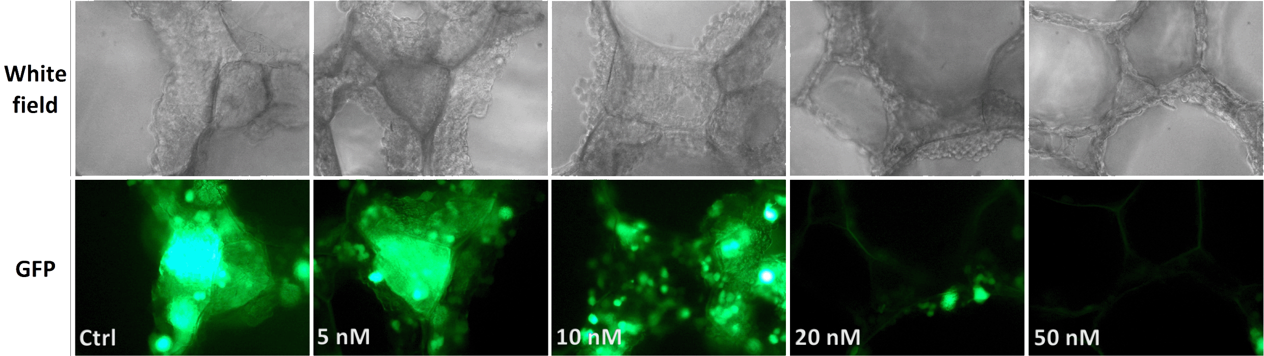 gene silencing in 3D-Scaffold results