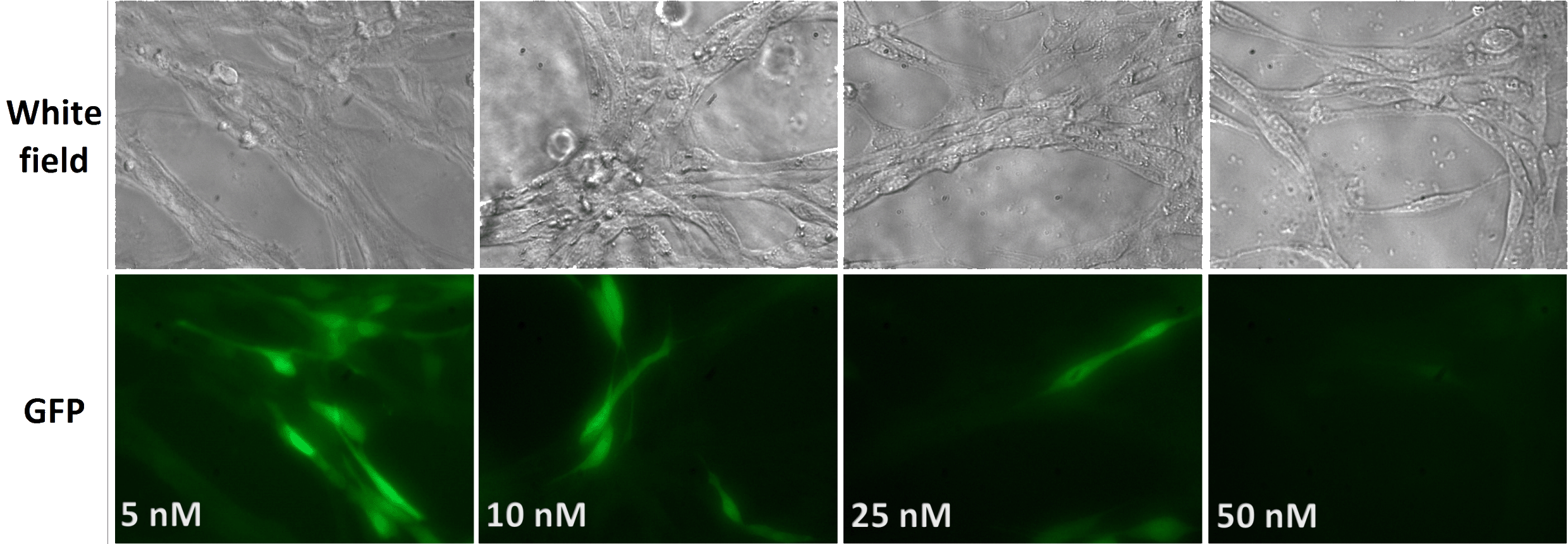 gene silencing in 3D-hydrogels with si-3D-FectIN Reagent