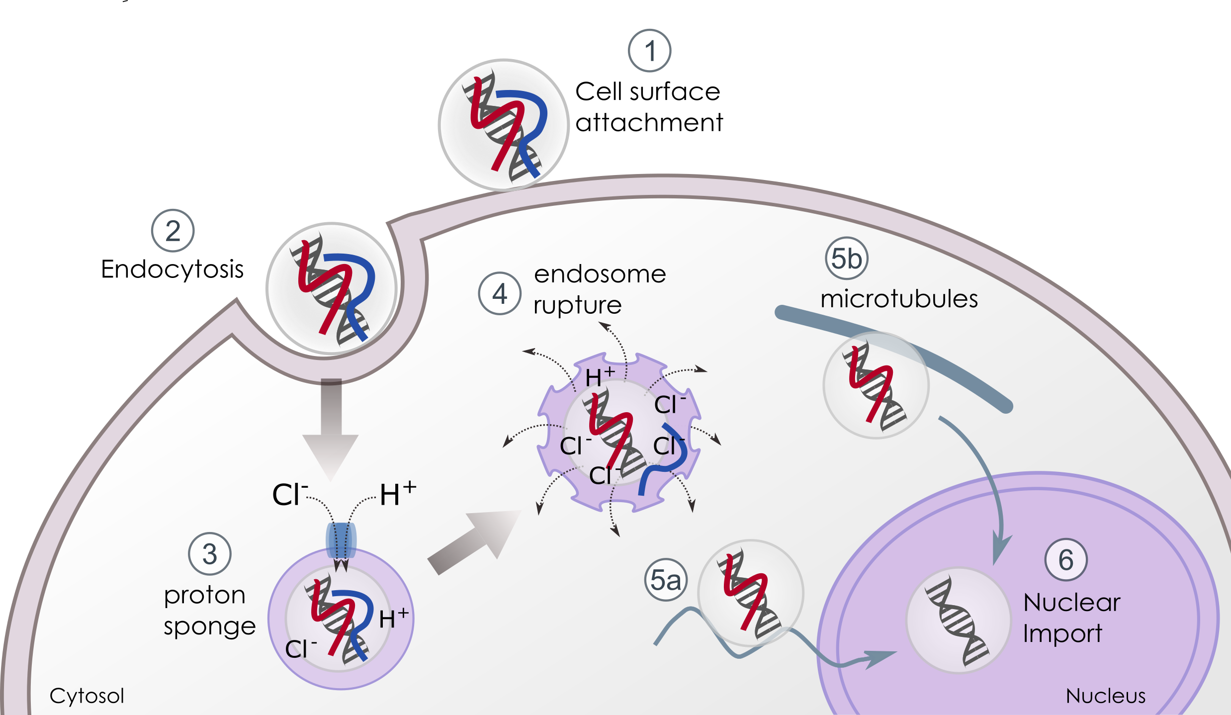 Transfection highly efficient